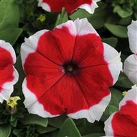 Dreams™ Red Picotee Petunia Bloom