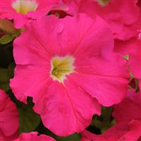 Dreams™ Rose Petunia Bloom