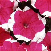 Dreams™ Rose Picotee Petunia Bloom