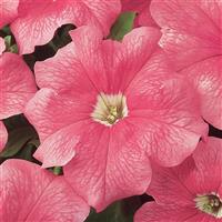Dreams™ Salmon Petunia Bloom