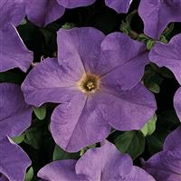 Dreams™ Sky Blue Petunia Bloom