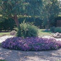 Dreams™ Sky Blue Petunia Landscape