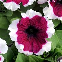 Dreams™ Burgundy Picotee Petunia Bloom