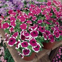 Dreams™ Burgundy Picotee Petunia Displays