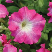 Dreams™ Rose Morn Petunia Bloom