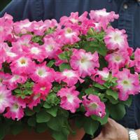 Dreams™ Rose Morn Petunia Container