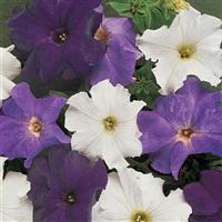 Dreams™ Waterfall Mixture Petunia Bloom