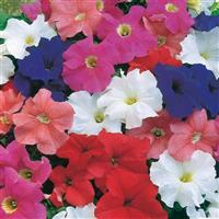 Dreams™ Mixture Petunia Bloom