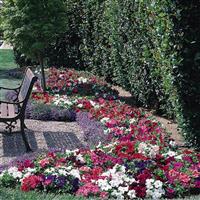 Dreams™ Mixture Petunia Landscape