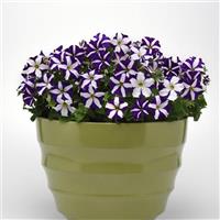 Madness® Blue Star Petunia Container