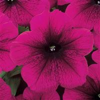 Madness® Burgundy Petunia Bloom