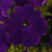 Madness® Midnight Petunia Bloom