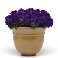 Madness® Midnight Petunia Container