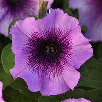 Madness® Plum Crazy Petunia Bloom