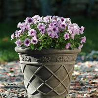 Madness® Plum Crazy Petunia Container