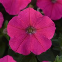 Madness® Rose Petunia Bloom