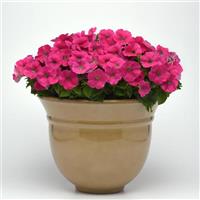 Madness® Rose Petunia Container