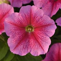 Madness® Sheer Petunia Bloom
