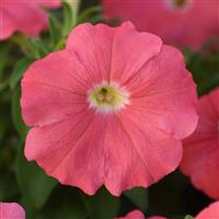 Madness® Simply Petunia Bloom