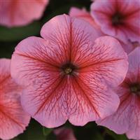 Madness® Spring Petunia Bloom
