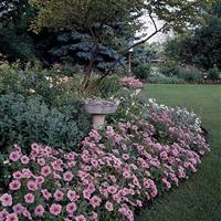 Madness® Spring Petunia Commercial Landscape 1