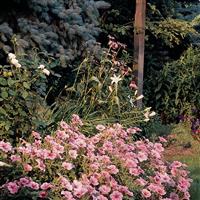 Madness® Spring Petunia Commercial Landscape 2