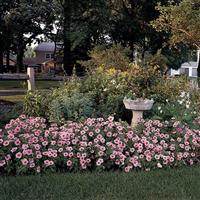 Madness® Spring Petunia Landscape