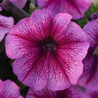 Madness® Sugar Petunia Bloom