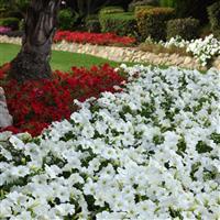 Madness® White Petunia Landscape
