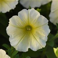 Madness® Yellow Petunia Bloom