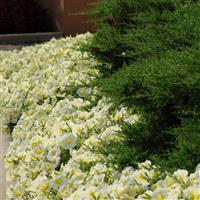 Madness® Yellow Petunia Landscape