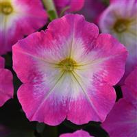 Madness® Rose Morn Petunia Bloom