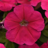 Madness® Deep Rose Petunia Bloom