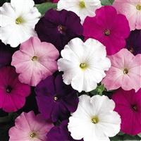 Madness® Waterfall Mixture Petunia Bloom
