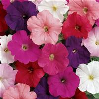 Madness® Clear Mixture Petunia Bloom