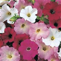 Madness® Merlot Mixture Petunia Bloom