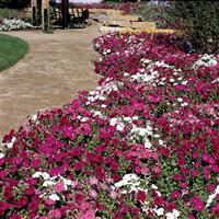 Madness® Merlot Mixture Petunia Landscape