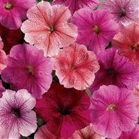 Madness® Just Mixture Petunia Bloom