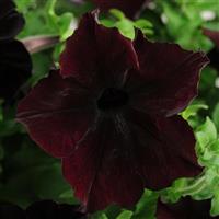 Sophistica® Blackberry Petunia Bloom
