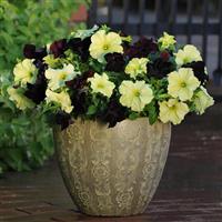 Sophistica® Blackberry Petunia Container