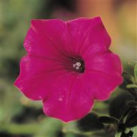 Tidal Wave® Cherry Spreading Petunia Bloom
