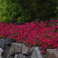 Tidal Wave® Cherry Spreading Petunia Landscape