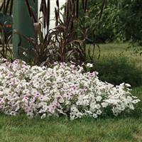Tidal Wave® Silver Spreading Petunia Landscape