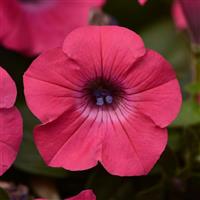 Tidal Wave® Hot Pink Spreading Petunia Bloom