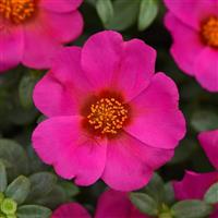 Toucan Fuchsia Purslane Bloom