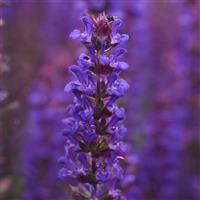 Salvia Salvatore Blue Bloom