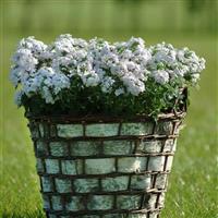 Quartz XP Silver Verbena Container