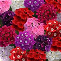 Quartz XP Mixture Verbena Bloom