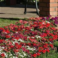 Quartz XP Mixture Verbena Commercial Landscape 1