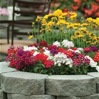 Quartz XP Mixture Verbena Landscape